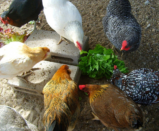 Fresh greens mean healthier eggs