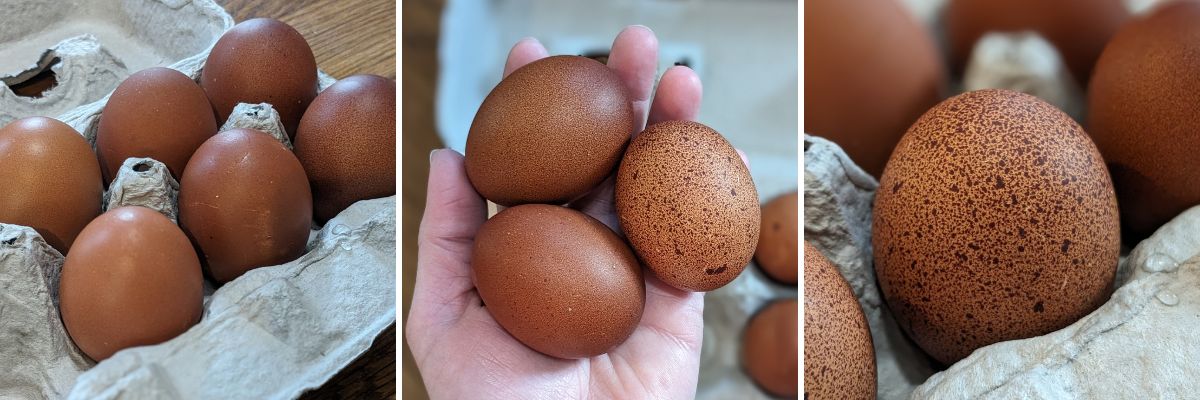 Marans chickens are admired for their chocolate brown colored eggs.