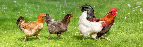 It's ok for different chicken breeds to be mixed in a single flock.