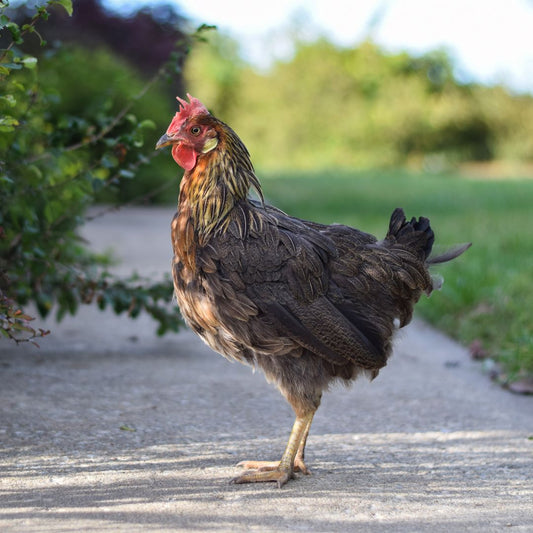 A chicken with ragged feathers from molting