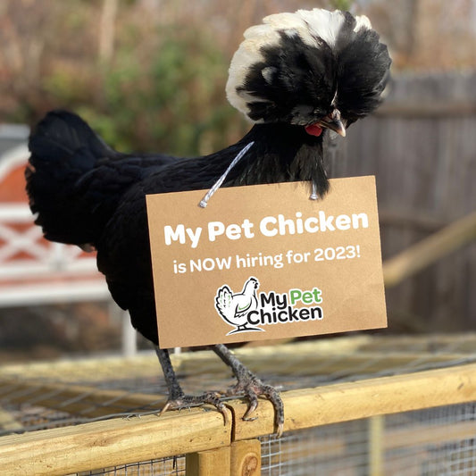 Chicken Dream Job-12 Best Reasons to Work at MPC