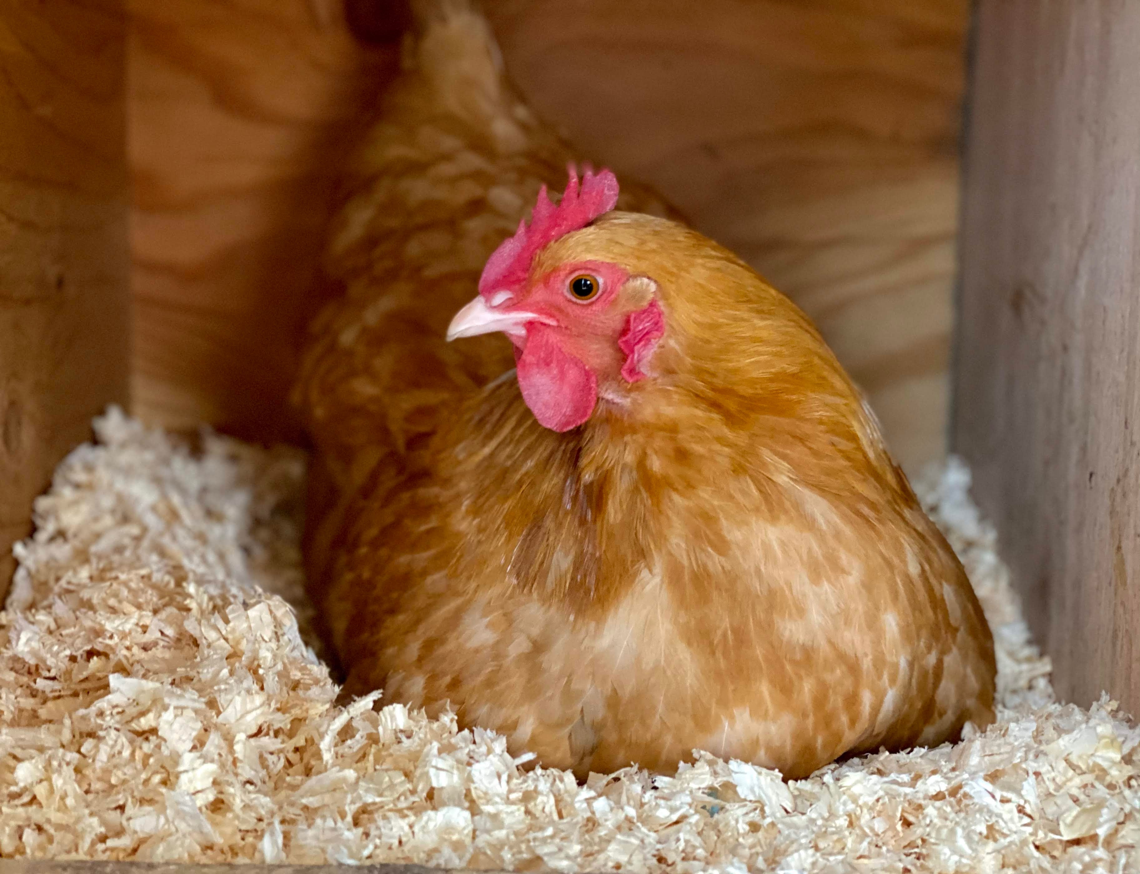 How to Break a Broody Hen