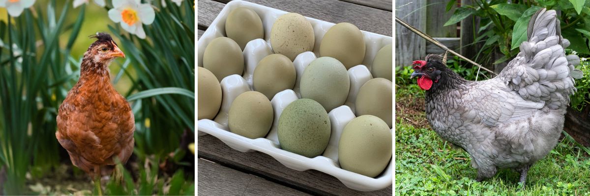 Olive Egger chickens and green eggs