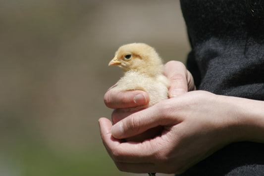 Salmonella, the CDC, and Handling Pet Chickens