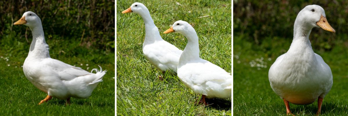 Pekin Duck