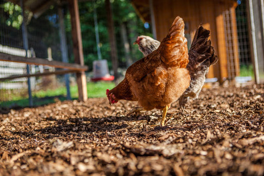 Four Benefits of Chicken Watching