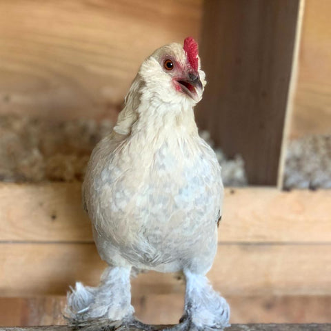 Porcelain d'Uccle Bantam chicken 