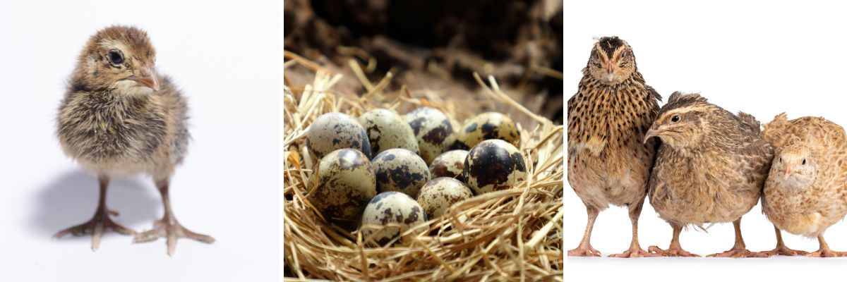 How to Raise Quail