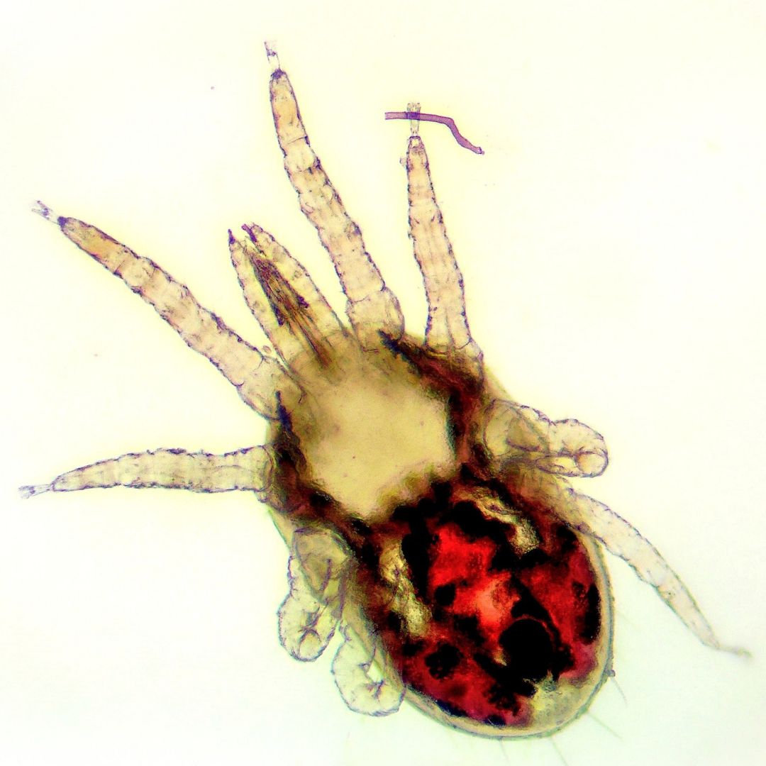 Poultry Mites can cause problems in your chicken flock