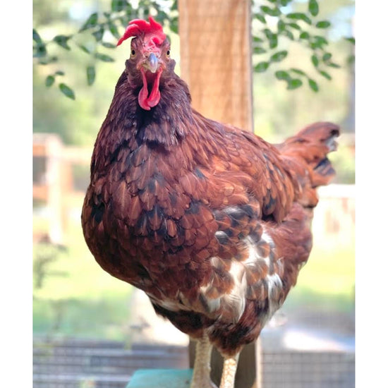 Rhode Island Red chicken