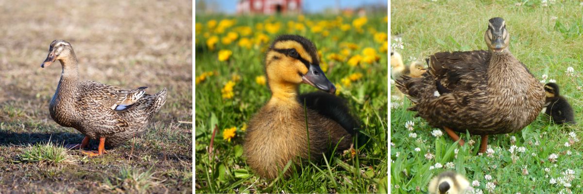 Rouen Duck breed