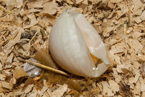 A shell-less egg lays on the coop floor