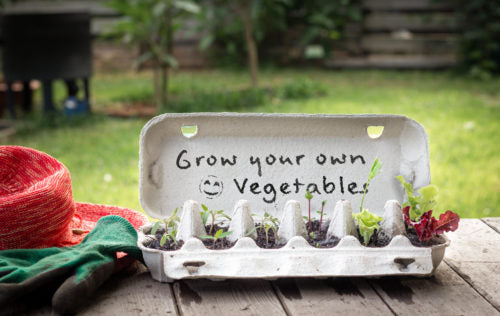 Vegetable seedlings are are growing in a recycled egg carton.