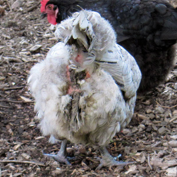 Vent Gleet on a chicken