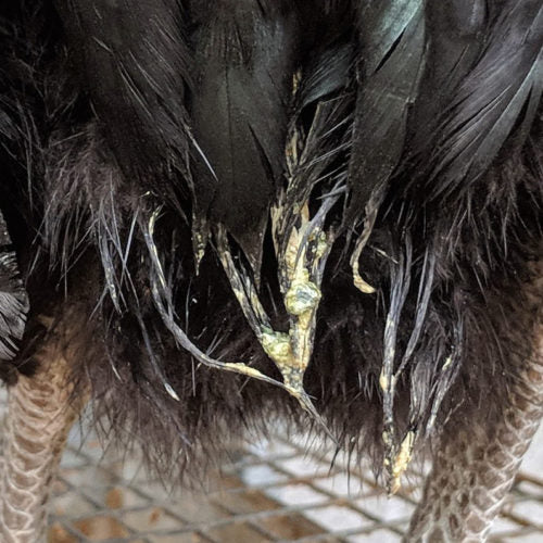 Chicken Vent Gleet: An Icky, Sticky Problem