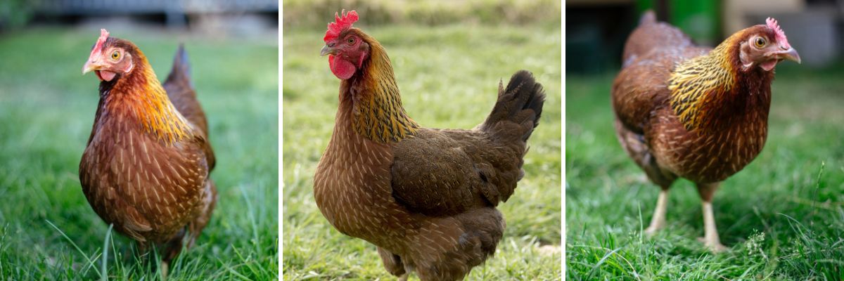 Welsummer chicken breed