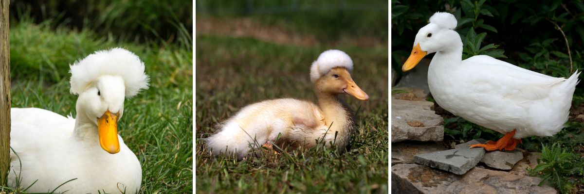 White Crested Duck