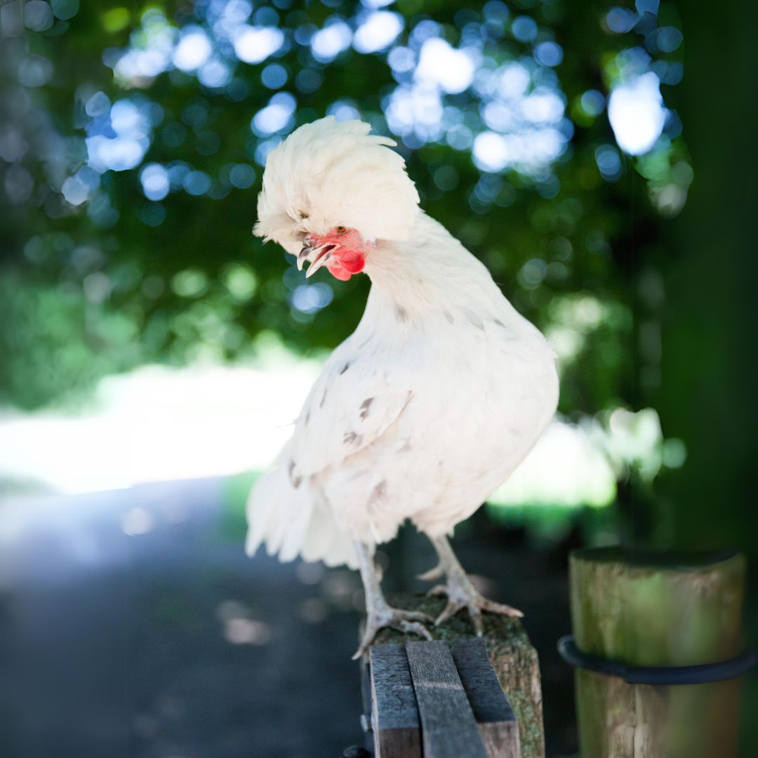 White Crested Splash Polish lay about three eggs per week. 