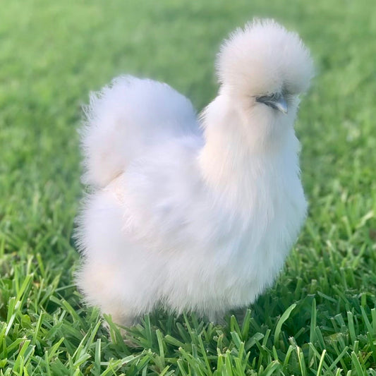 Friendliest Chicken Breeds - Top 10 of 2022