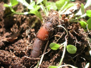 Raising Worms for Feeding Your Chickens