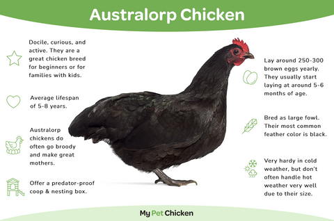 A photo and breed information of an Australorp chicken