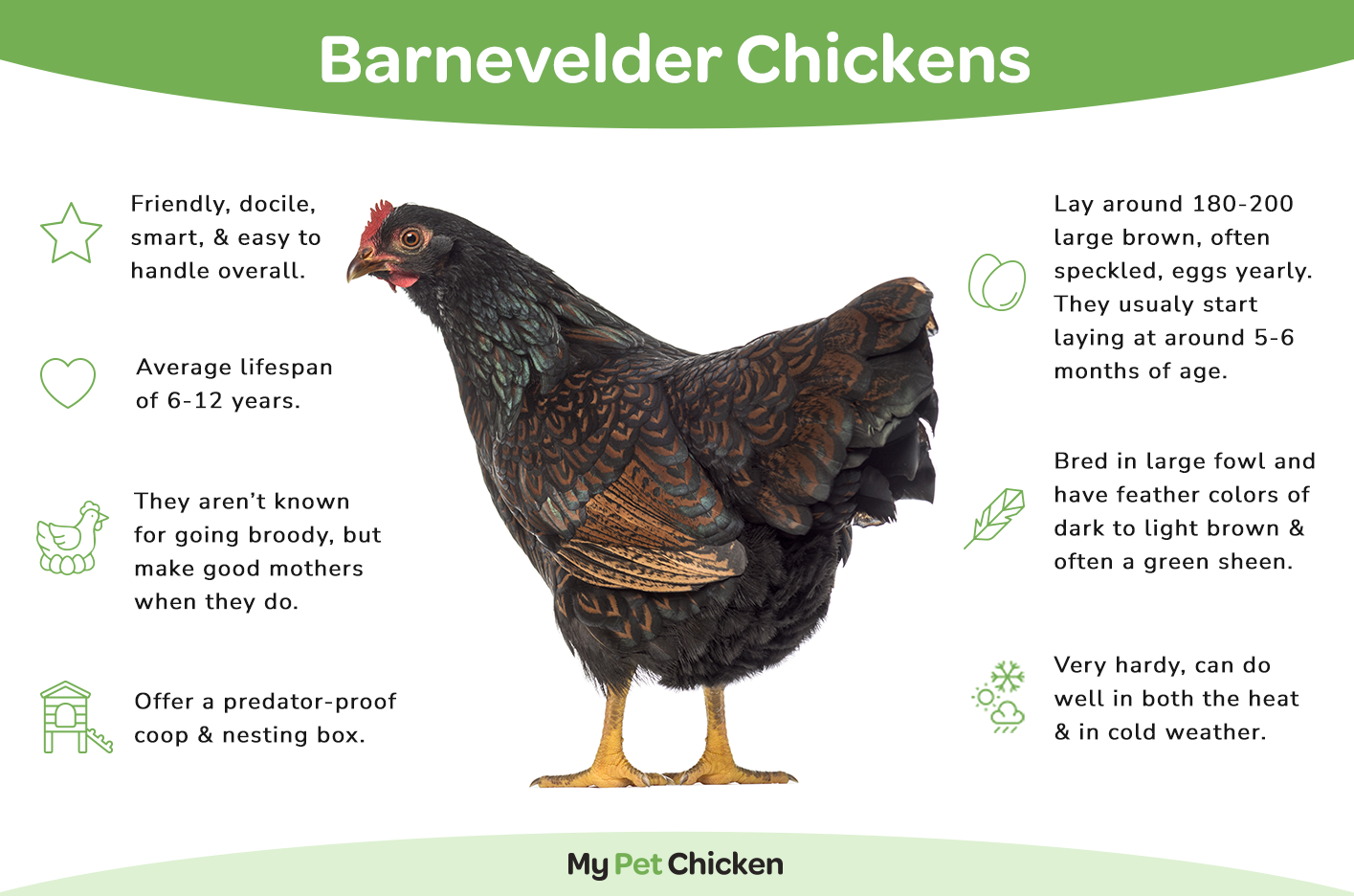 Barnevelder chicken infographic