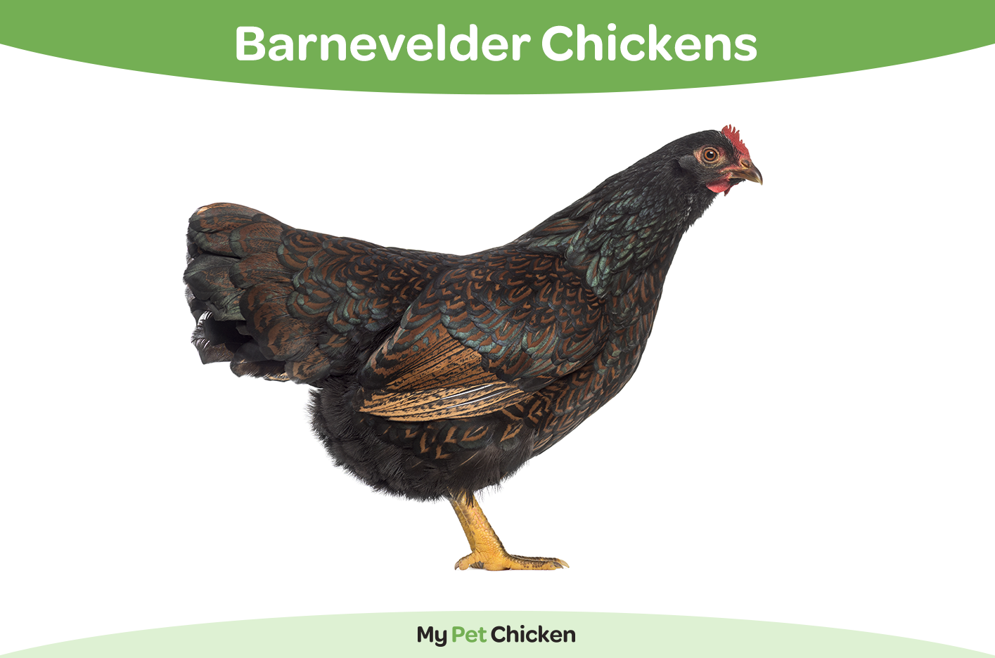 Barnevelder Chicken