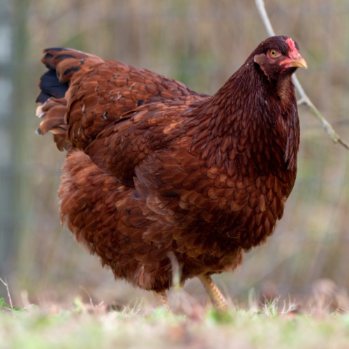 Buckeye chicken