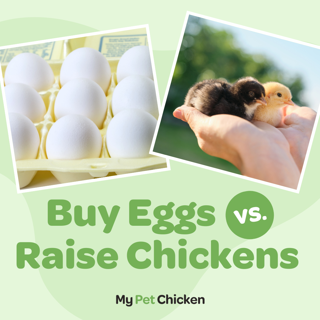 Buy eggs vs raise chickens