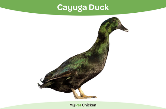 Cayuga duck