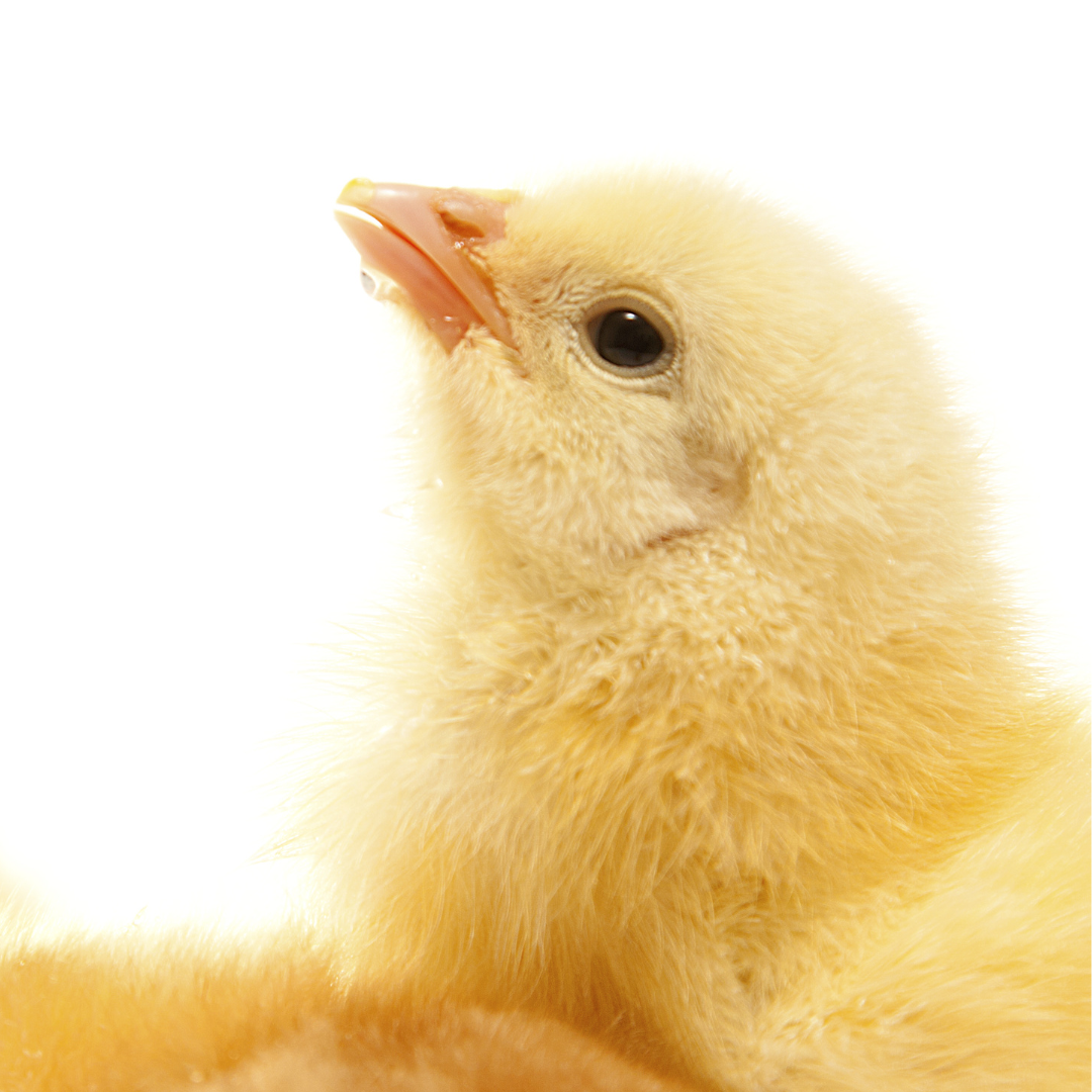 Baby chick takes a drink of fresh water. 