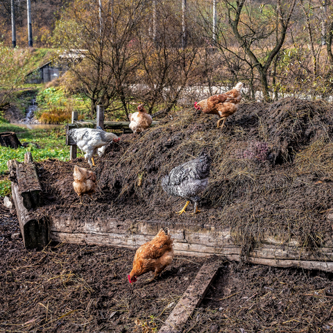 Chickens scratch and peck a compost pile.