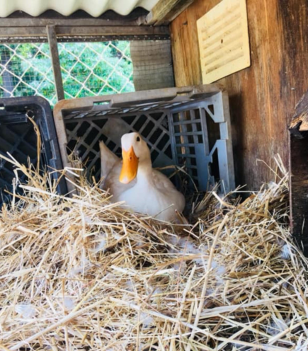 A duck lays an egg in an old milk crate