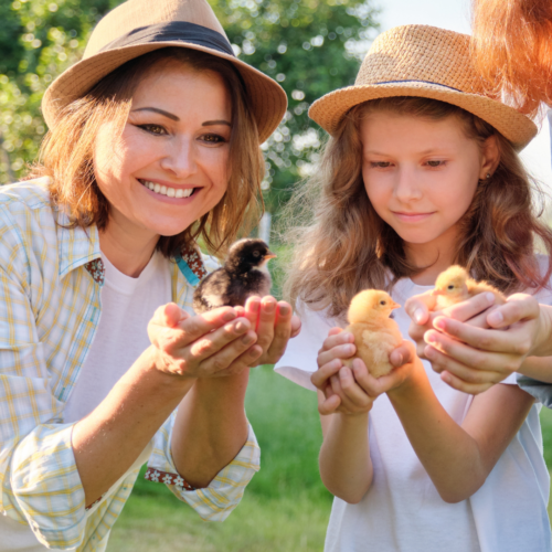 Soaring egg prices convince families to raise their own chickens for eggs. 