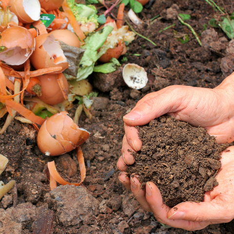 Food scraps from a compost pile