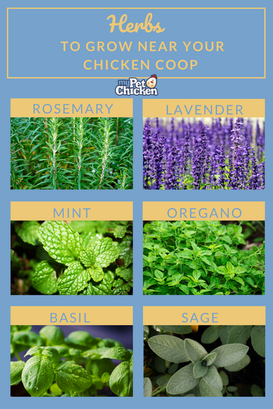 Herbs for Chickens -Top 6 to Grow for your Flock