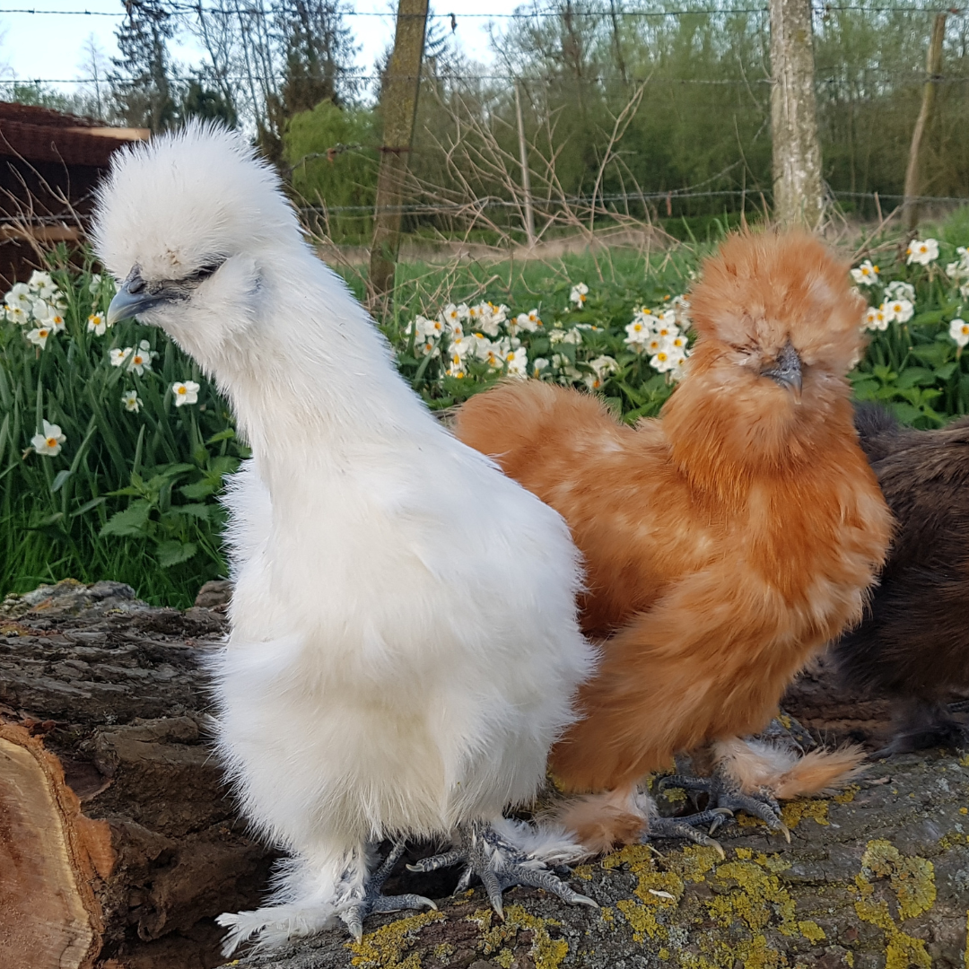 Bantam Silkie Chickens 