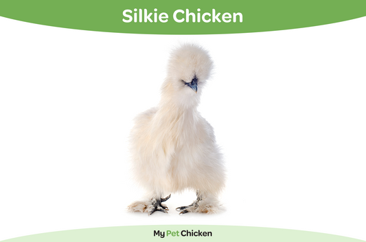 Silkie chicken 